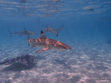 Requin à pointe noire - Moorea